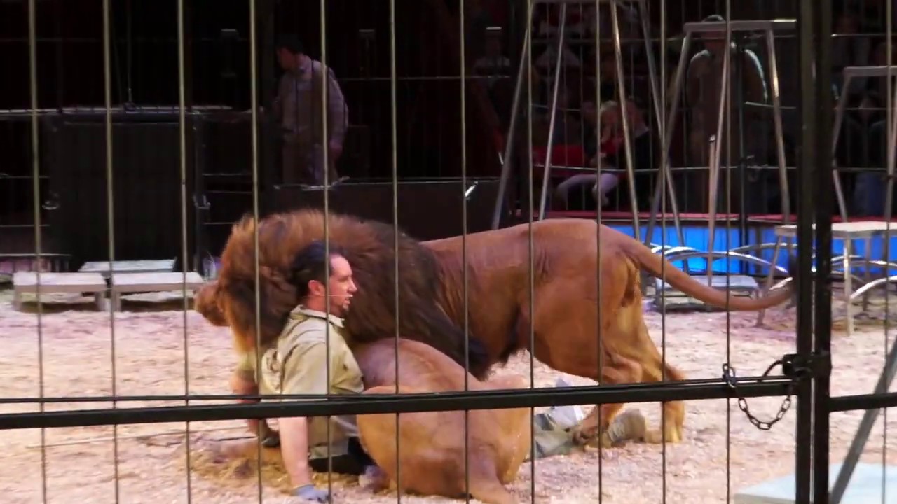 Martin Lacey jr.: Kommentierte öffentliche Raubtierproben Februar 2019 @ Circus Krone, Teil 2