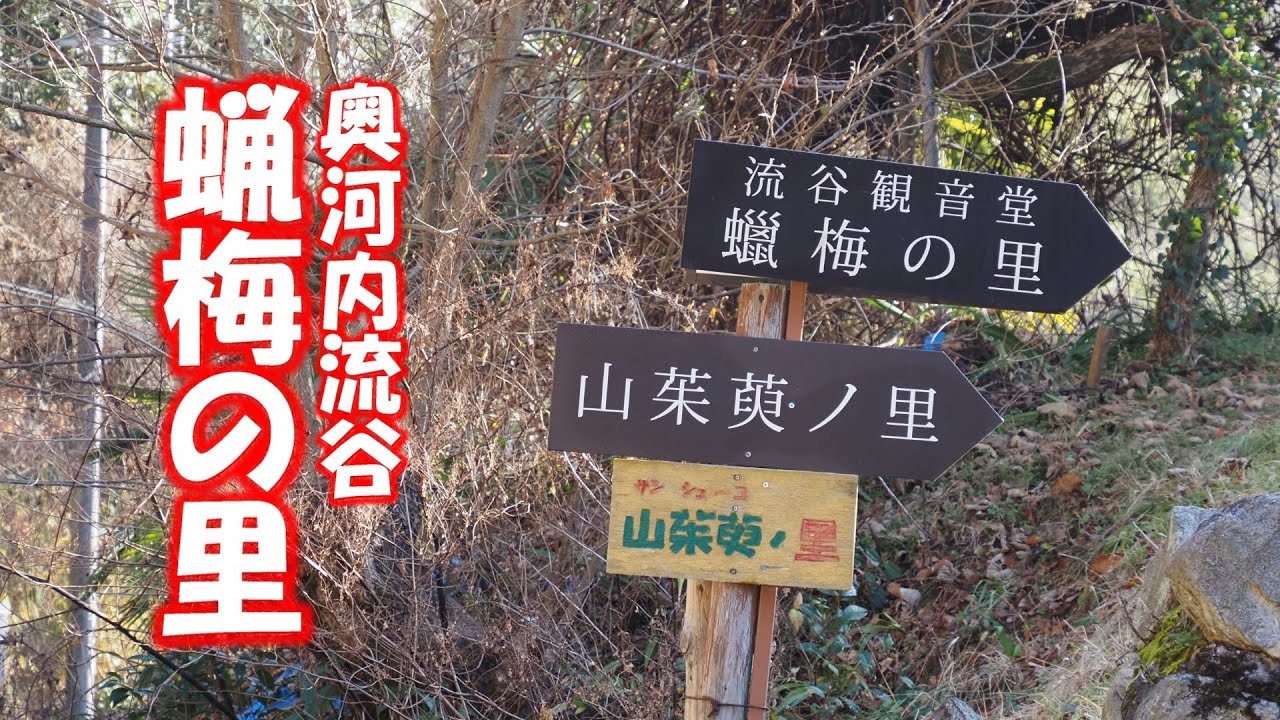 蝋梅の里2026
