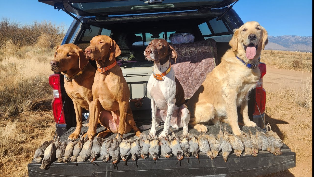 Desert Quail Hunting