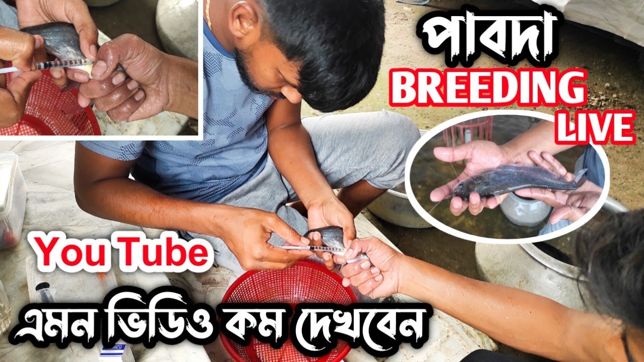 হ্যাচারি থেকে সরাসরি পাবদা মাছের ব্রিডিং কিভাবে করবেন // Pabda Fish Breeding