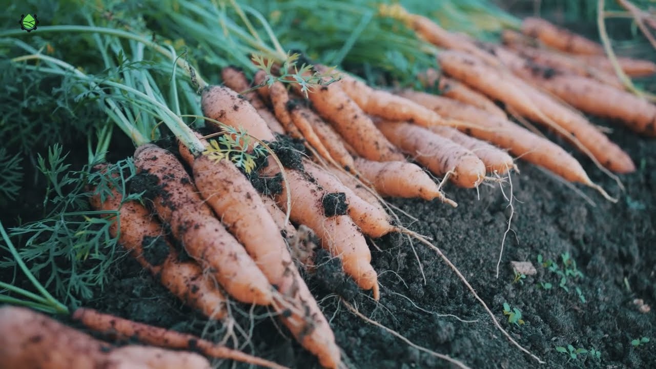 Bərdə,kök əkini,#gübrə