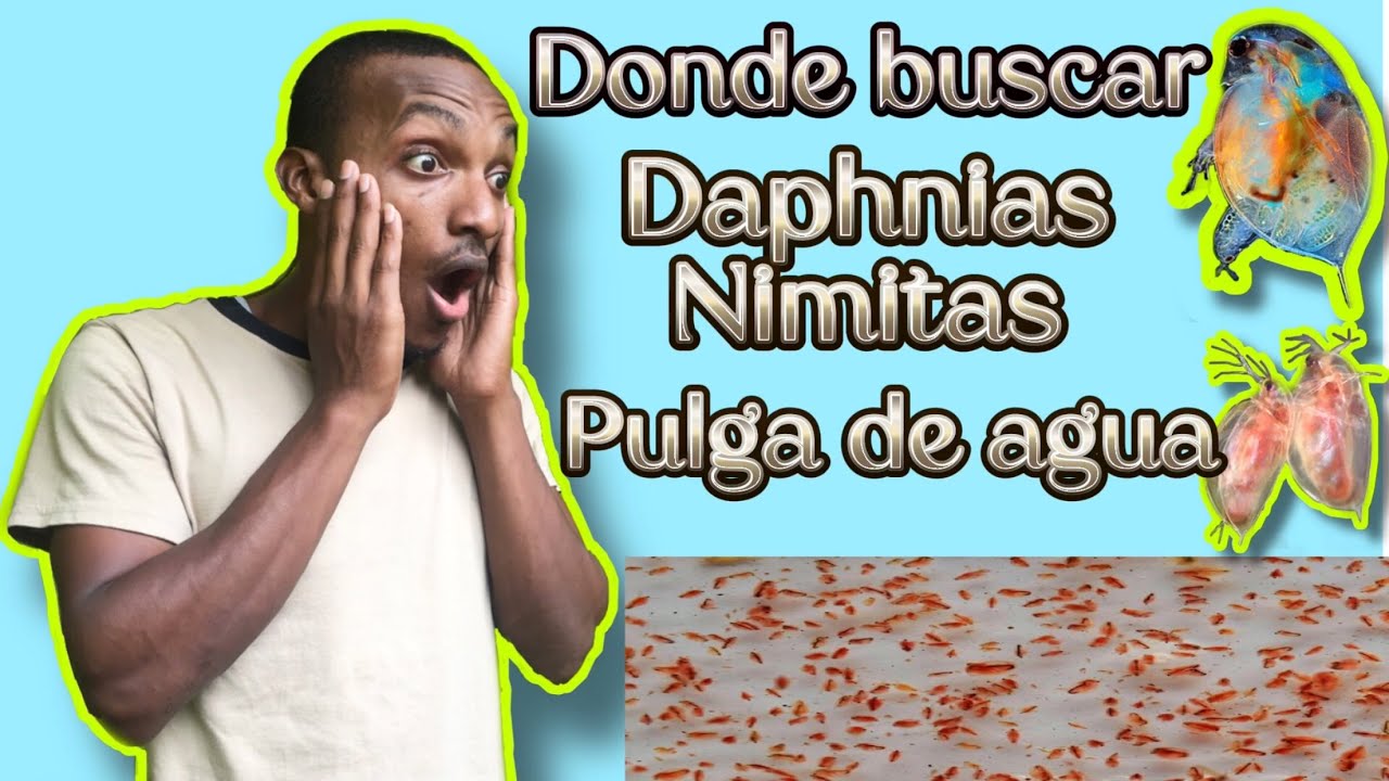 Donde buscar nimitas, daphnias, pulga de agua