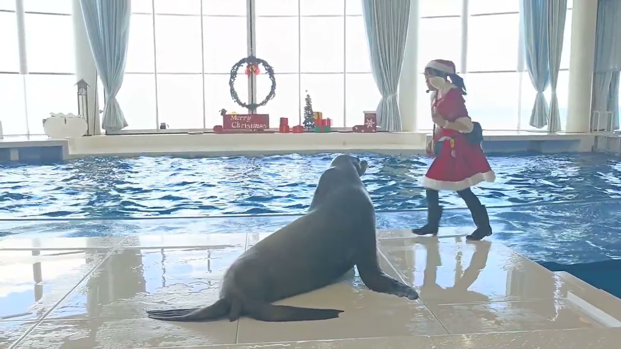 アクアワールド茨城県大洗水族館　イルカ・アシカ　オーシャンライブ　2024.11.23　