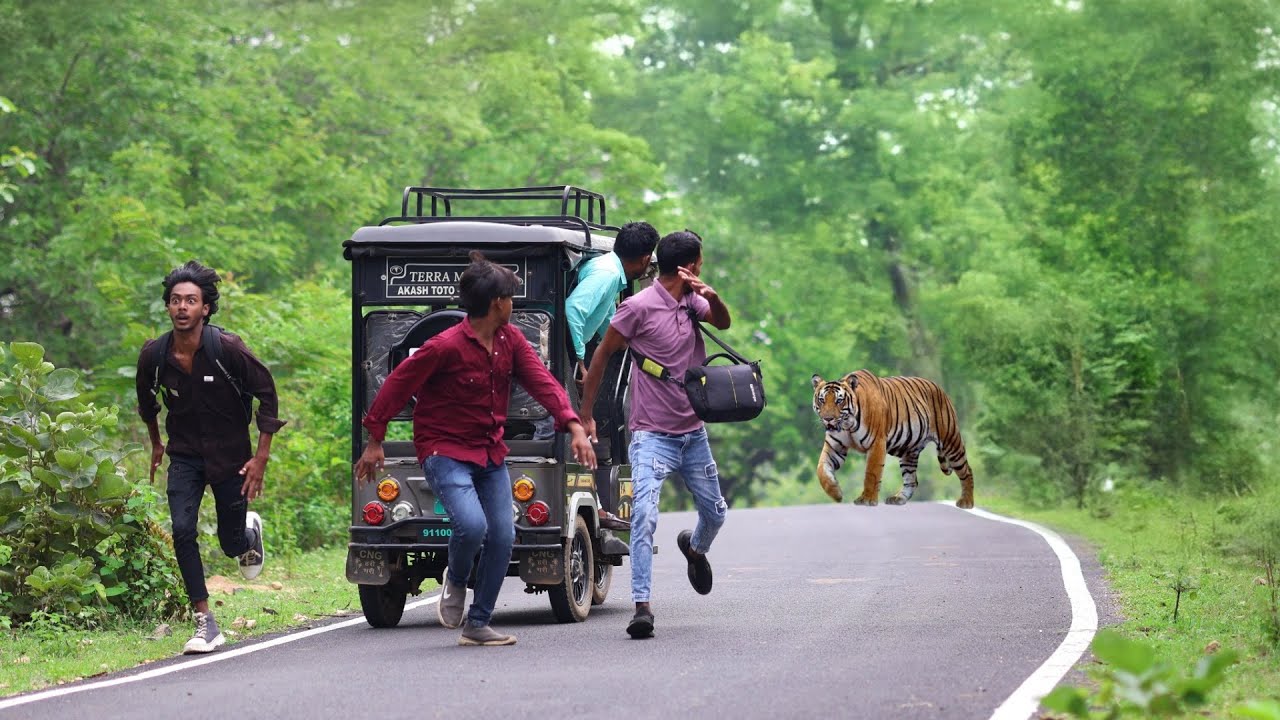 जंगल मे बाघ ने किया हमला | Tiger attacked in the jungle | Tiger attack🌲