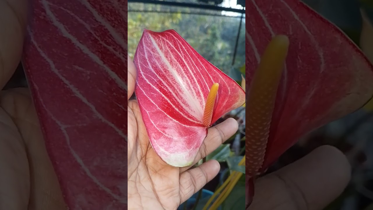 ලෝකෙ ලස්සනම ඇන්තූරියන්  මල ලිවියම් රෙඩ්