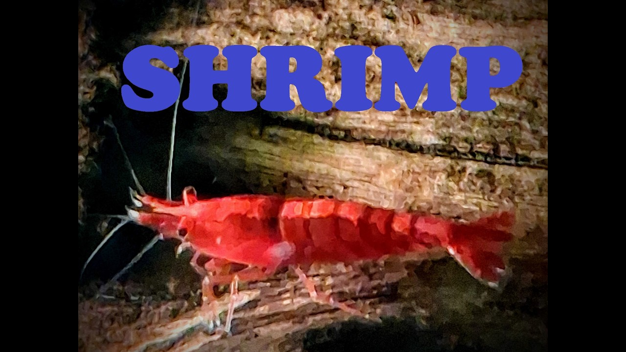 Neocaridina Shrimp and a Snail Pile