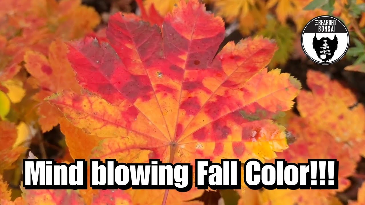 INSANE Fall color on Japanese maples!