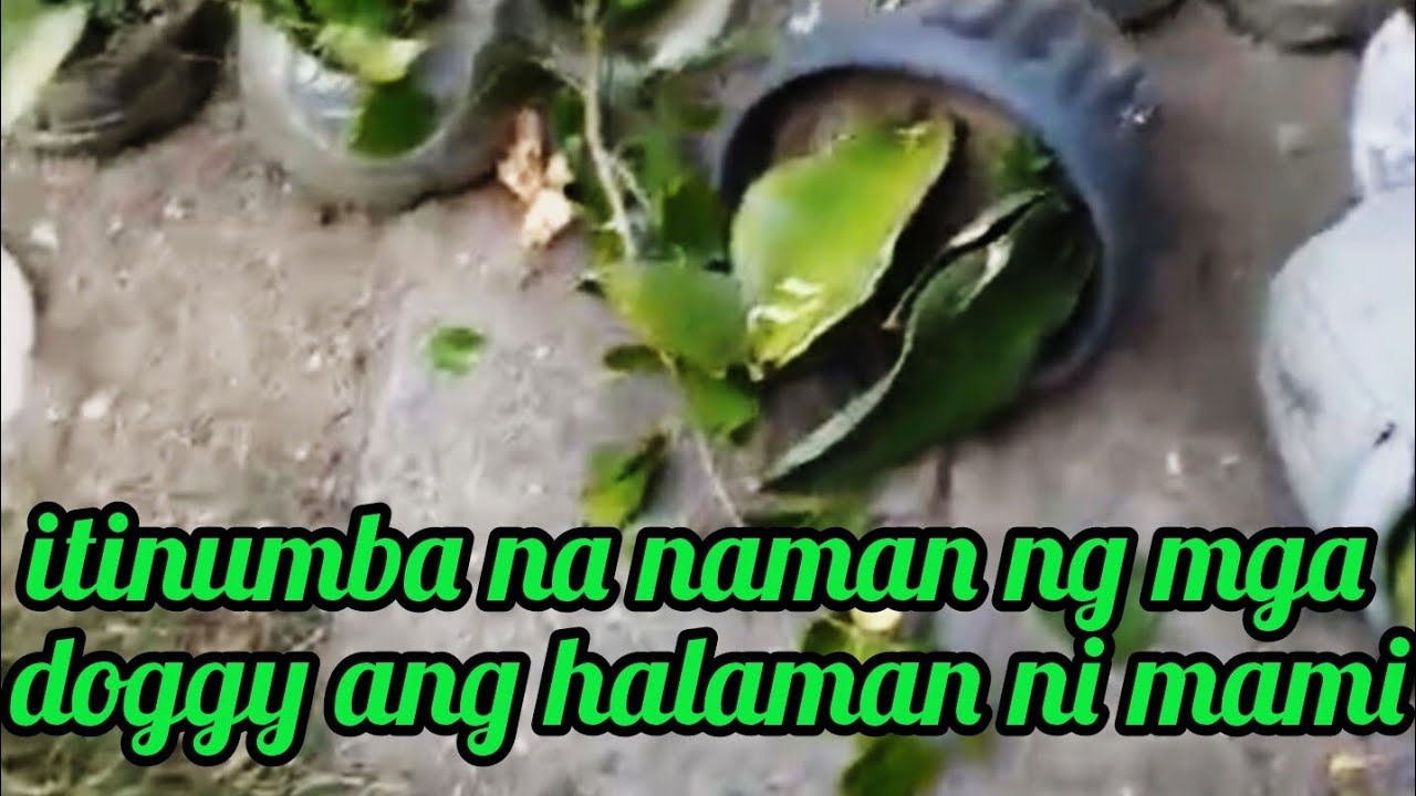 itinumba na naman ng mga doggy ang halaman ni mami @Pinoykatvofficial 