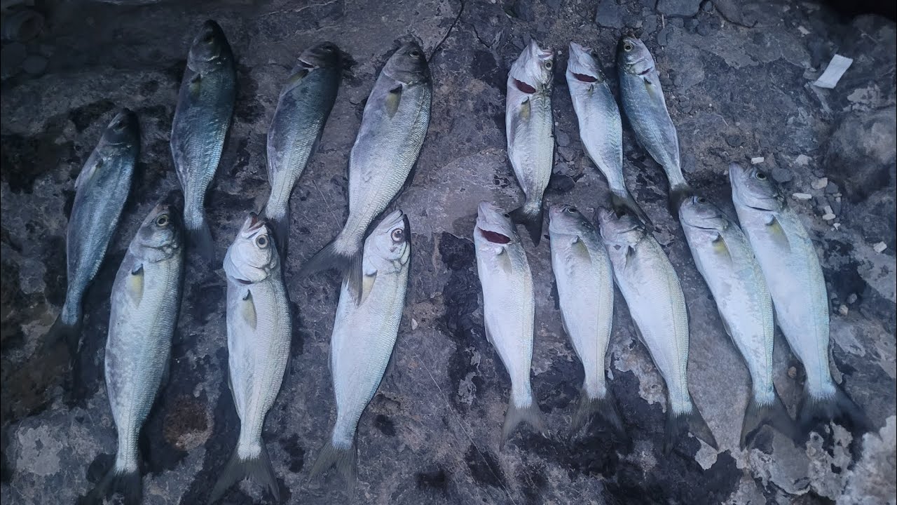 TEKİRDAĞ NATO LİMANI SARIKANAT LÜFER AVI 13.05.2025 #balıkavı #fishing #youtube #lüfer #tekirdağ