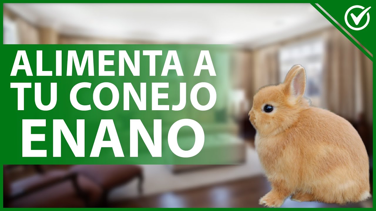 🐰 ¿Cómo ALIMENTAR a mi CONEJO ENANO? - Frutas, verduras y heno 🥕🐰