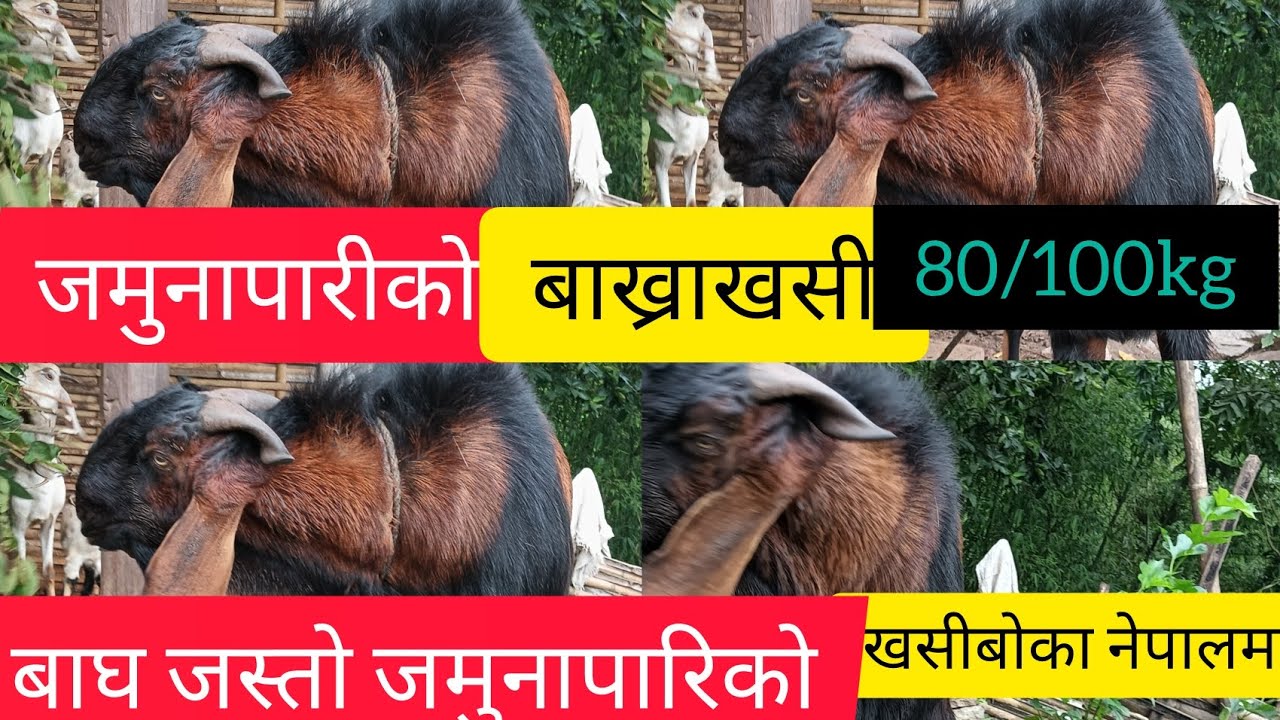 बाघ जस्तो जामुनापारीको खसीबोका।नेपालमै 80/100Kg सम्म । Nepal किसान अब खुशी