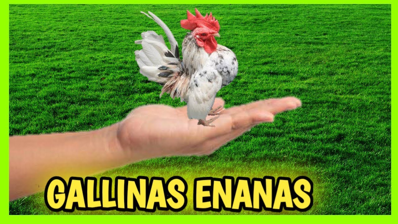 7 GALLINAS ENANAS y Gallos Kikirikis 🐔| Miniatura o Bantam