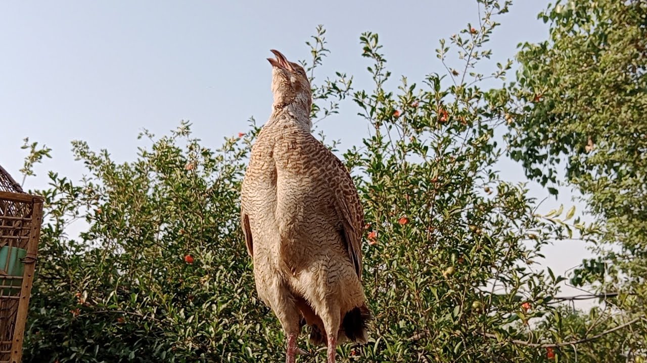 Best Grey francolin voice teetar Sound dakhni teetar voice sounds
