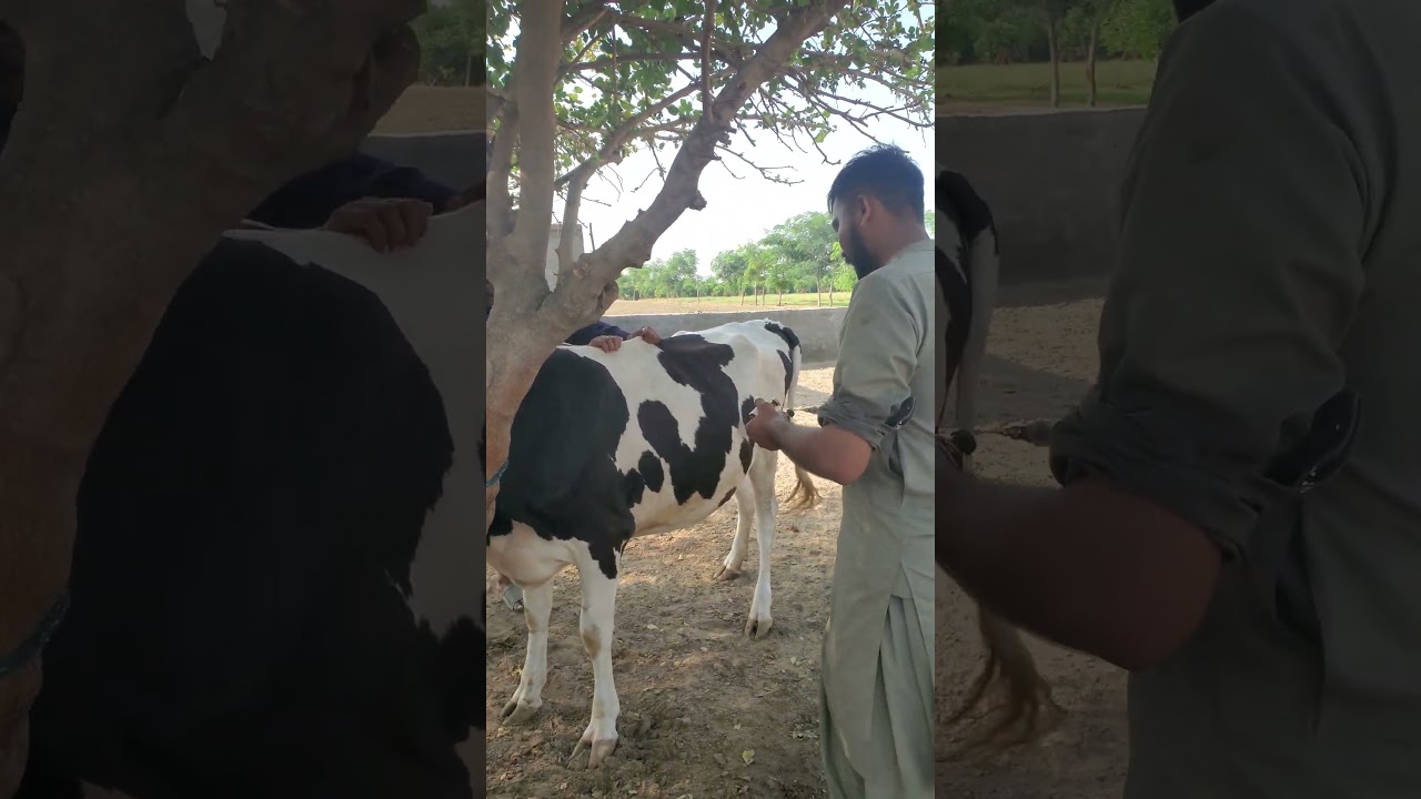 blood parasites treatment in cow