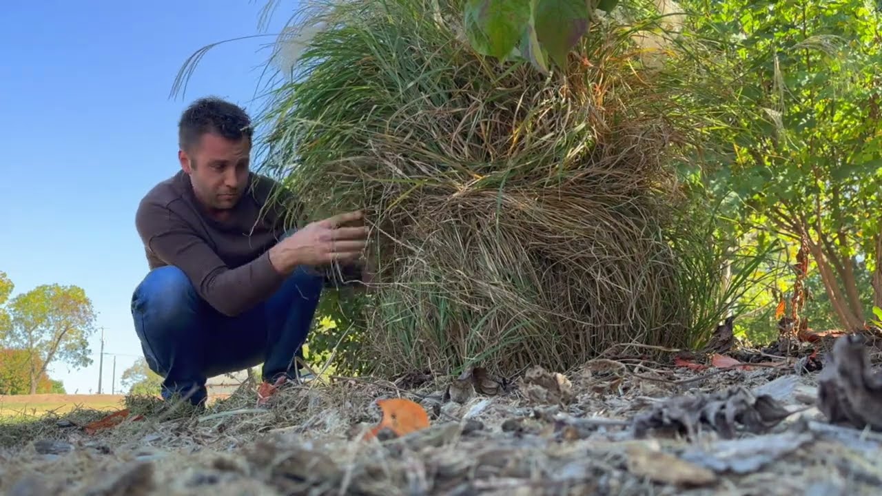 Easy way to cut pampas grass