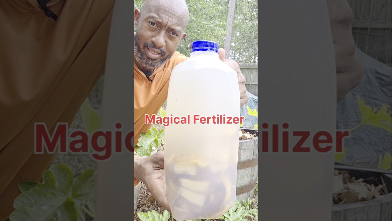 Banana Tea = Plant Power 🌱💪