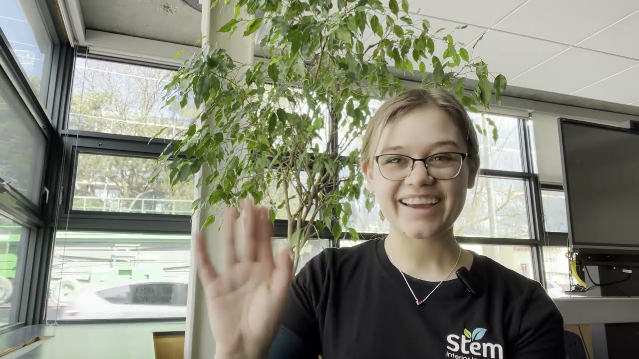 Growing a Ficus Benjamina (Weeping Fig)