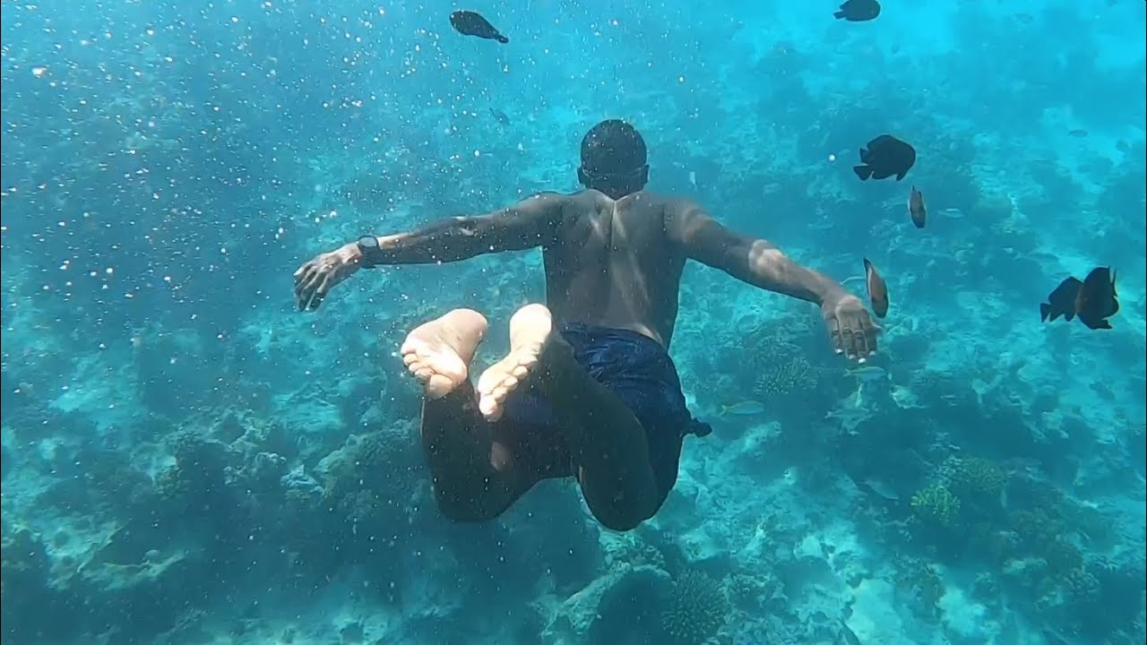 Snorkeling and swimming with dolphins | Mnemba Island, Zanzibar, Tanzania