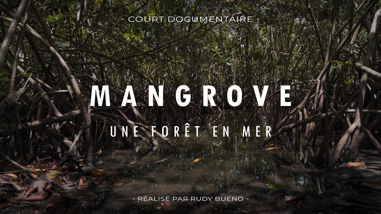 MANGROVE, UNE FORÊT EN MER (Documentaire)