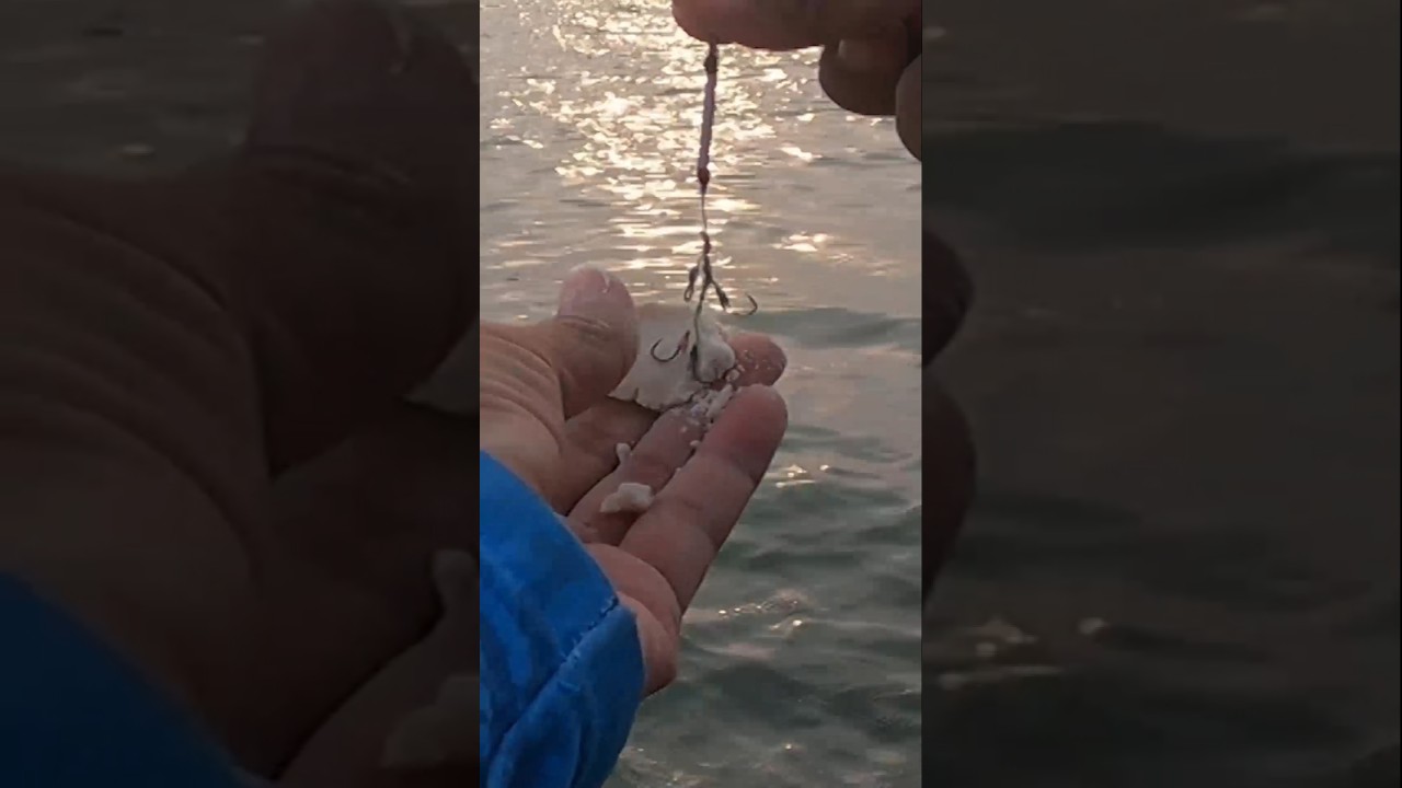 Contoh Strike Mancing Belanak Pakai Pancing 4 Kail Kecil No.5, Umpan Tepung