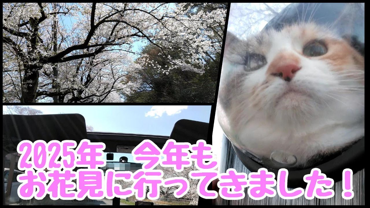 今年もお花見に行く事が出来ました!I was able to go cherry blossom viewing again this year. 518