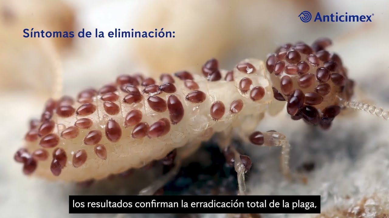 Anticimex España, referente mundial en la eliminación de termitas subterráneas