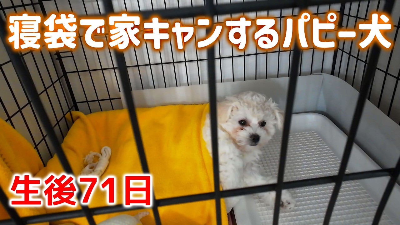 我が家に来て2週間になるビションの子犬が日に日に成長しています