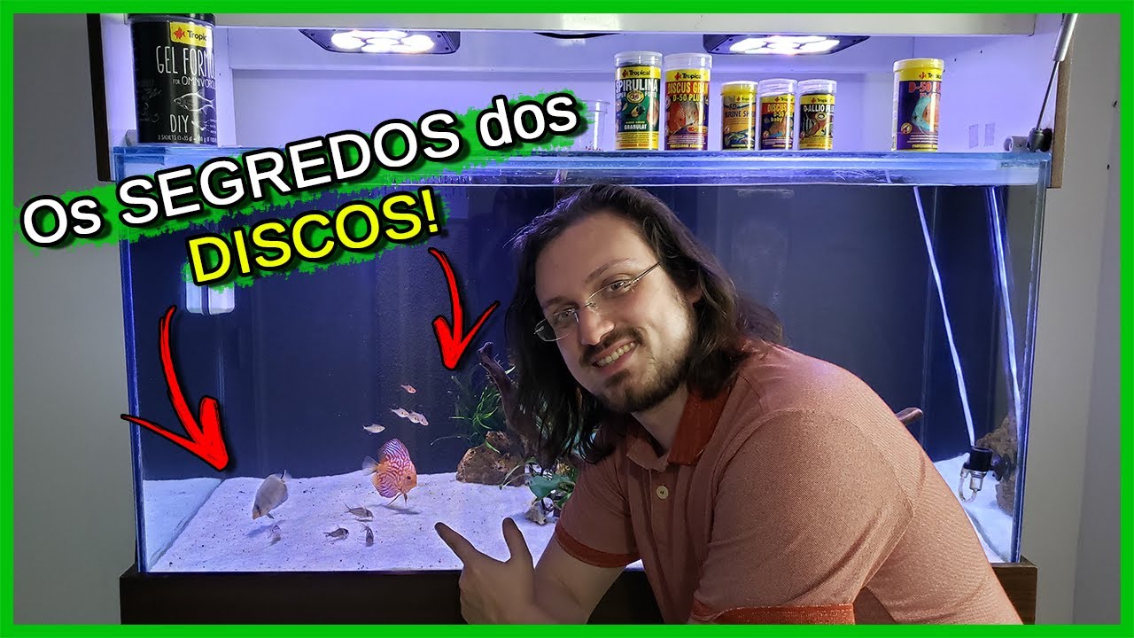 Os SEGREDOS Para se Criar ACARÁ DISCO!