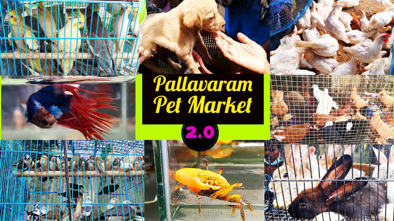 Pallavaram Pet Market | Latest Update with price details | Version 2.0 | Only Pets | Rcube World