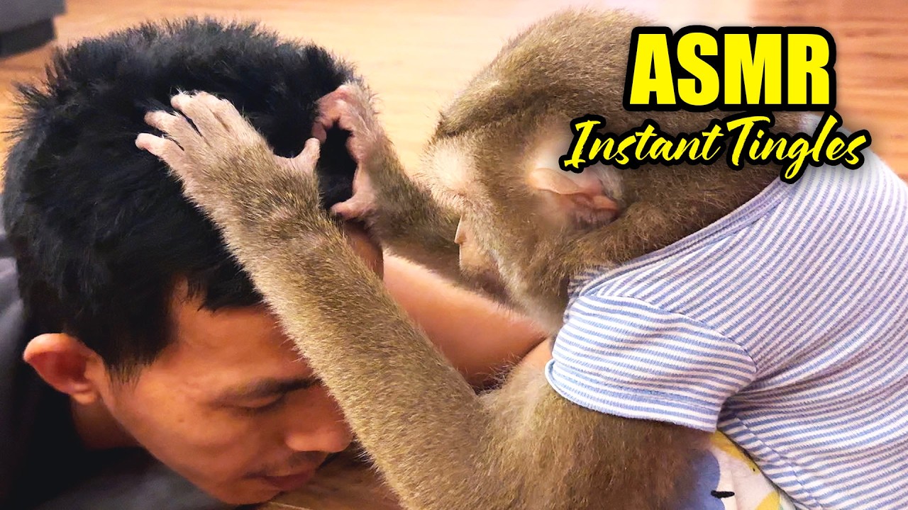 Monkey ASMR | INSTANT SLEEP with Super Tingly Scalp Grooming (No Talking)