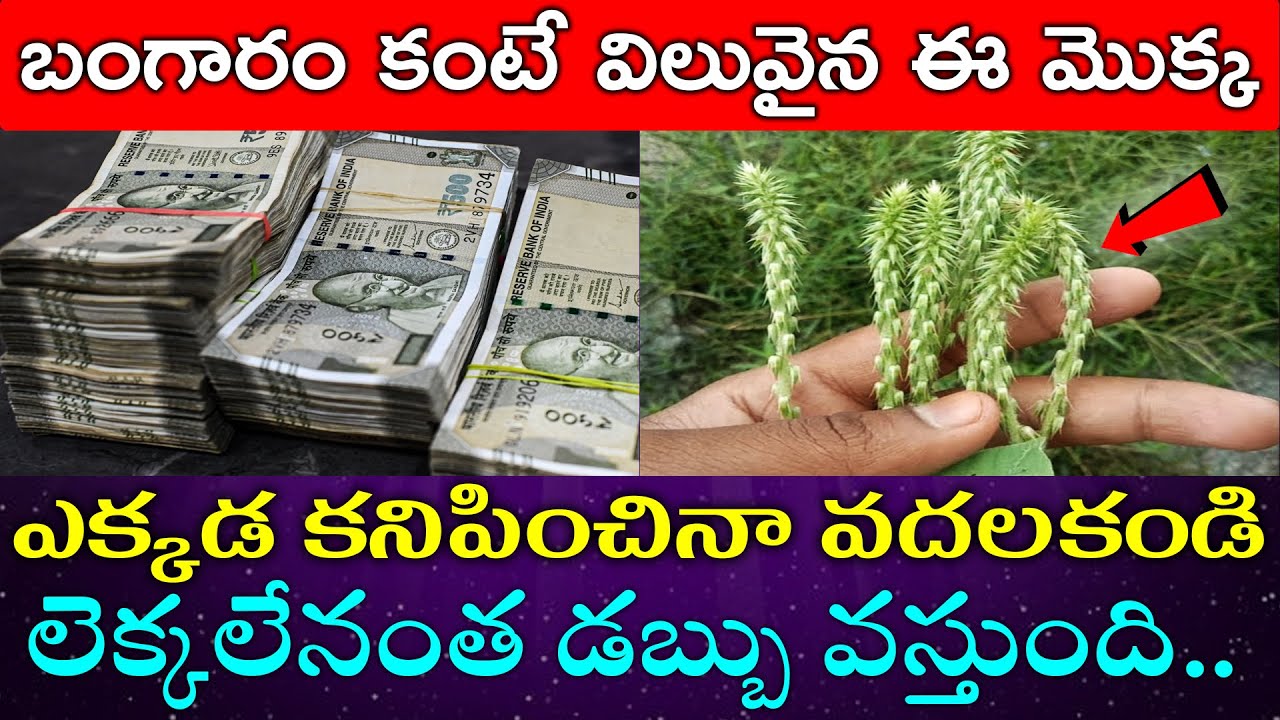 బంగారం కంటే విలువైన ఈ మొక్క ఎక్కడ కనిపించినా వదలకండి లెక్కలేనంత డబ్బు వస్తుంది