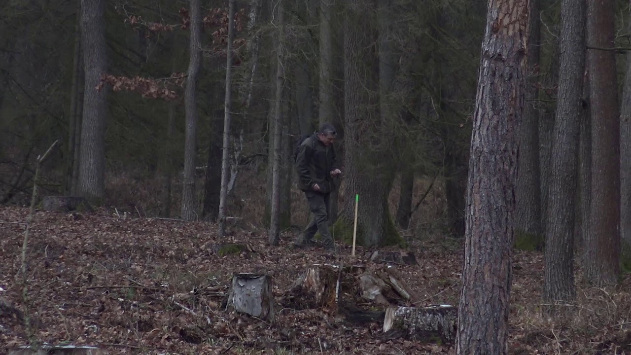 SVOL pro drobné vlastníky lesů - Obnova kalamitní holiny
