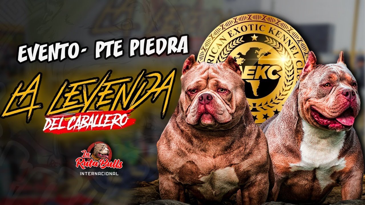 American y Exotic Bully / Evento LA LEYENDA DEL CABALLERO  Puente Piedra / Lima Perú
