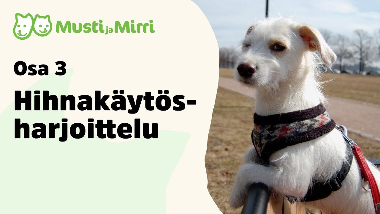 Hihnakäytösharjoitus, osa 3