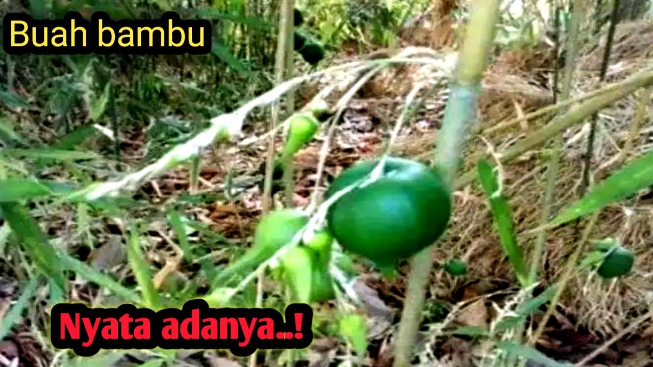 Inilah Pohon bambu yang berbuah sangat langka
