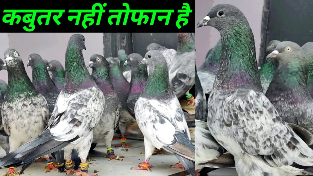 Old Pigeon Raer High Flyer Kabootar !! Arshad idrisi pigeon !! King Size Pigeon