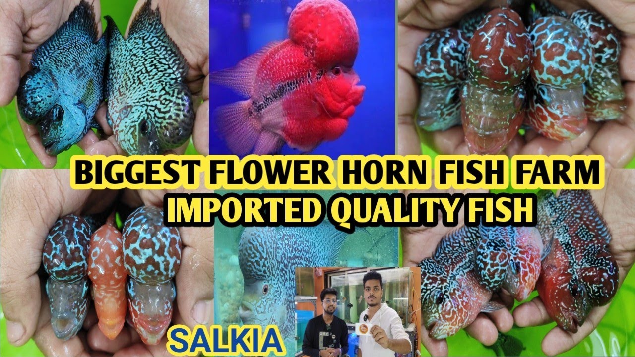 BEAUTUFUL FLOWER HORN FISH FARM |SALKIA HOWRAH | ALL INDIA DELIVERY AVAILABLE | ALL TYPE HORN FISH|