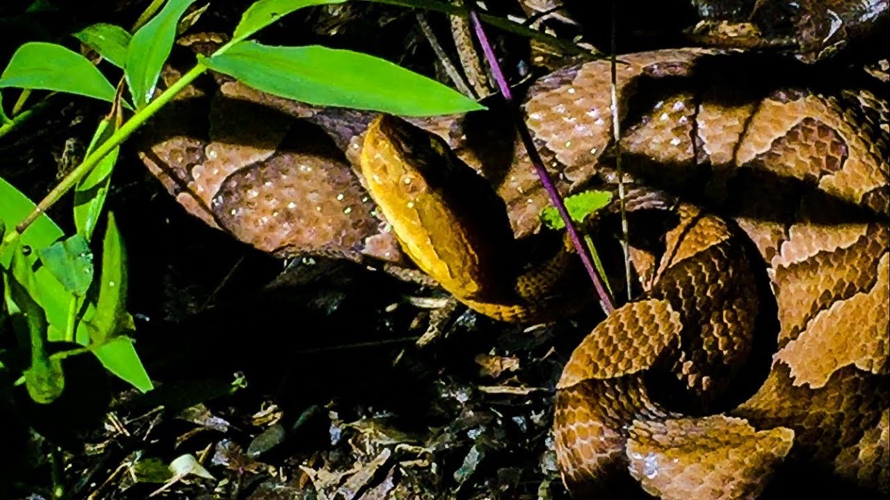Snakes of New York