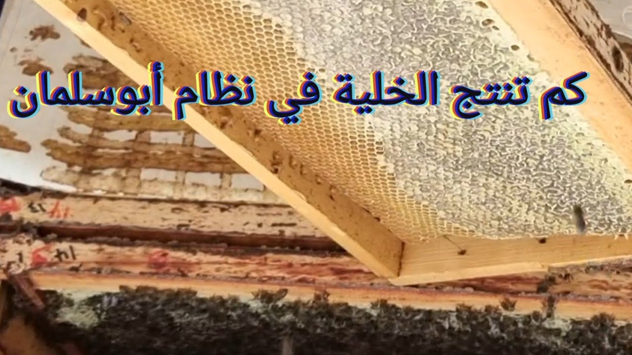 قمة إنتاج العسل و صفر درهم مصاريف 🐝 البناء الطبيعي الحر 🐝دخول مرعى البرسيم مباشرة بعد الفرزة الثانية