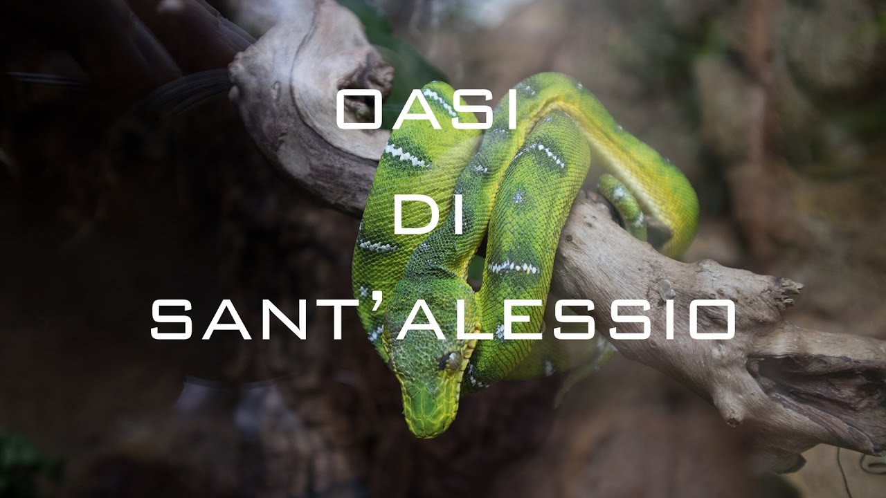 Uccelli strani - Visitiamo l'Oasi di Sant'Alessio (PV)