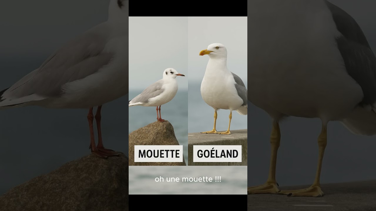 mouette / goéland sais tu faire la différence ?