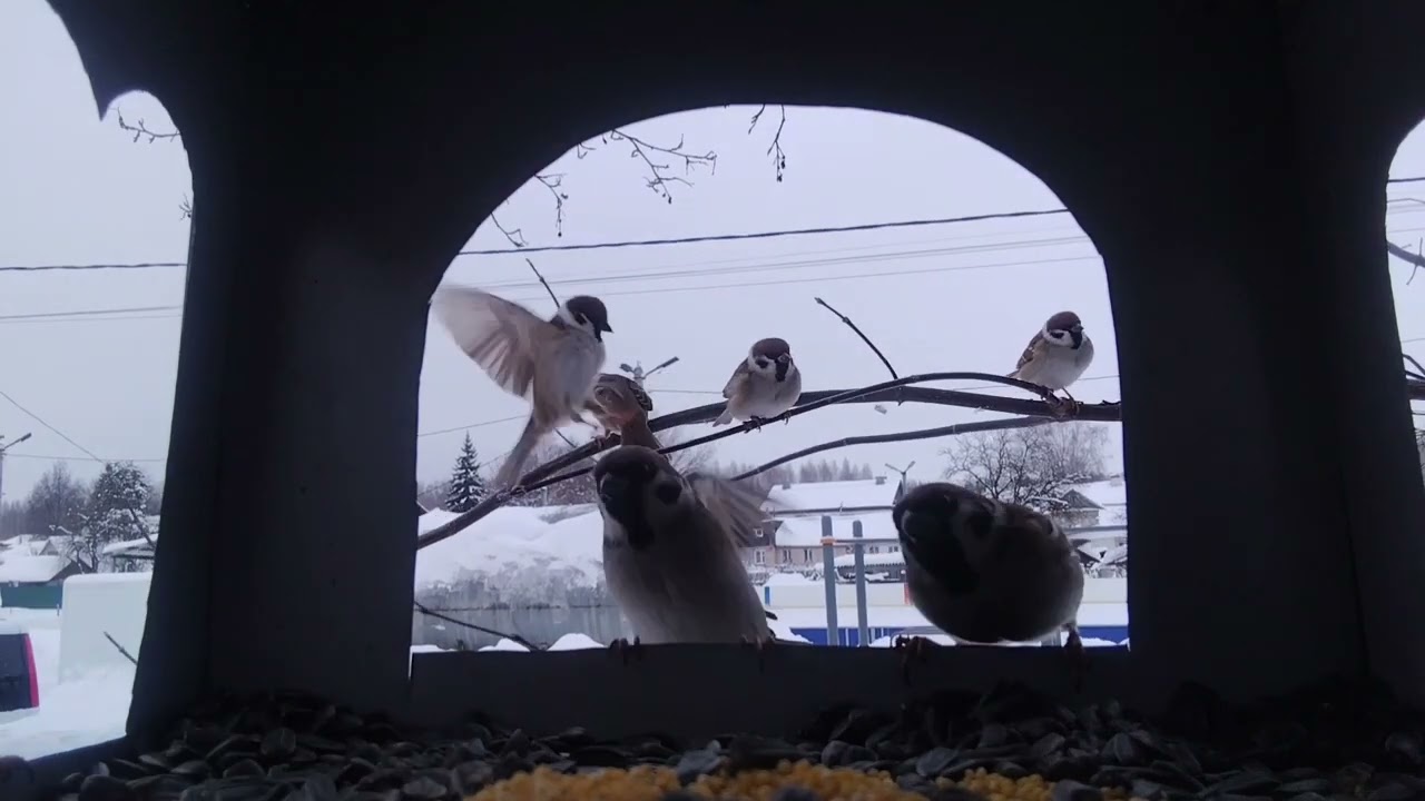 Кормушка для птиц