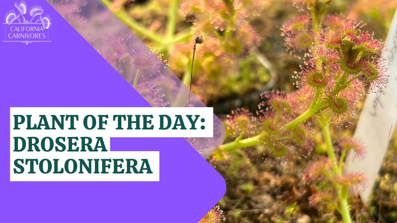 Plant of the Day: Drosera stolonifera