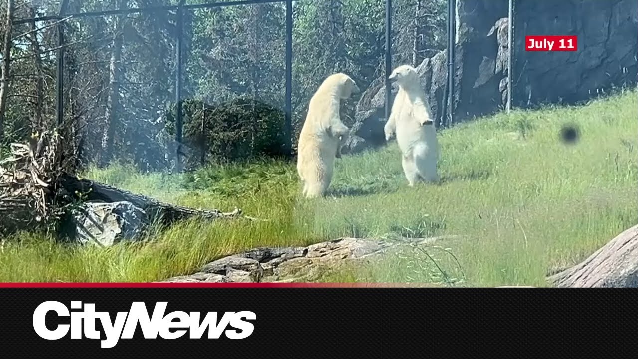 Rough play behind polar bear death at Wilder Institute/Calgary Zoo