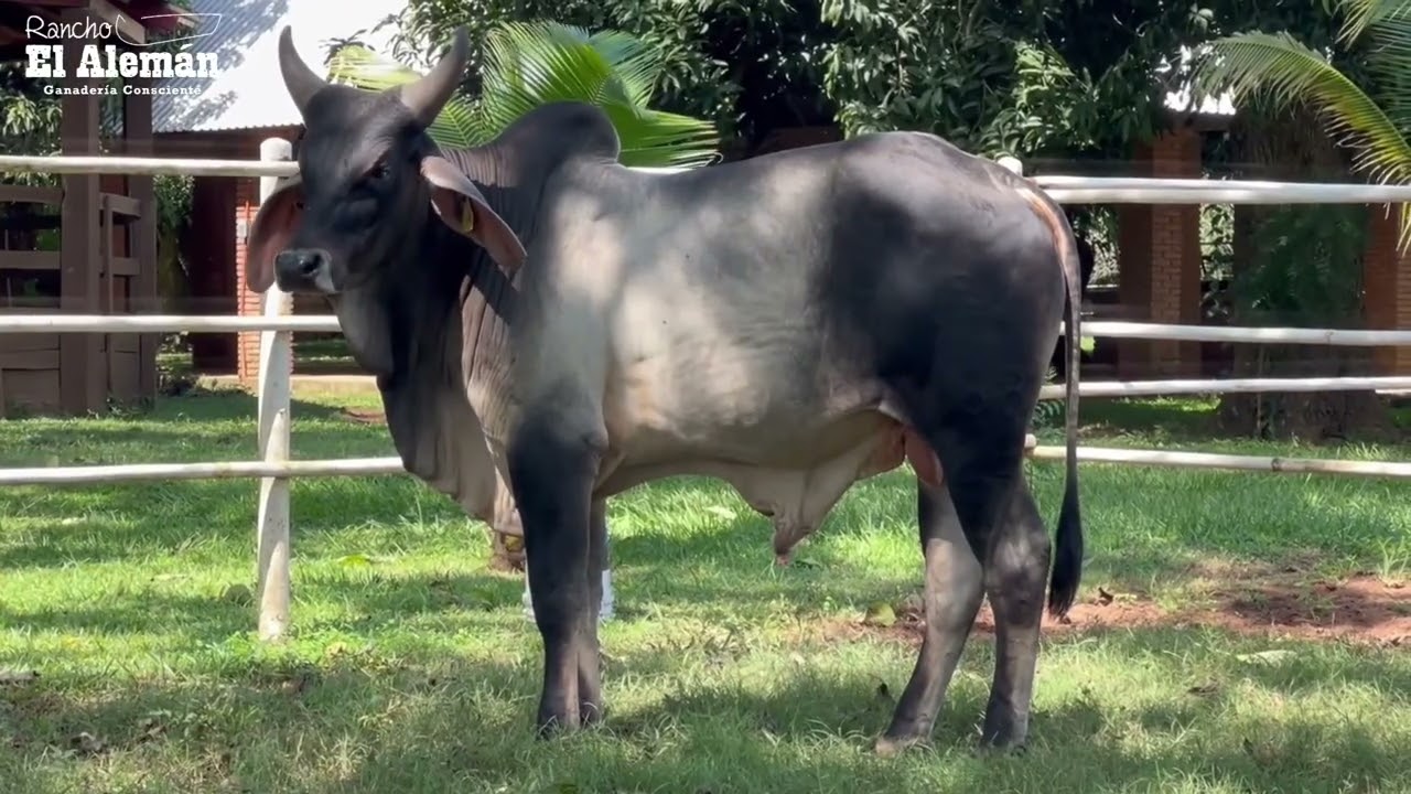 Machos Guzerat disponibles, aparta el tuyo, contáctanos. 🤠🐮