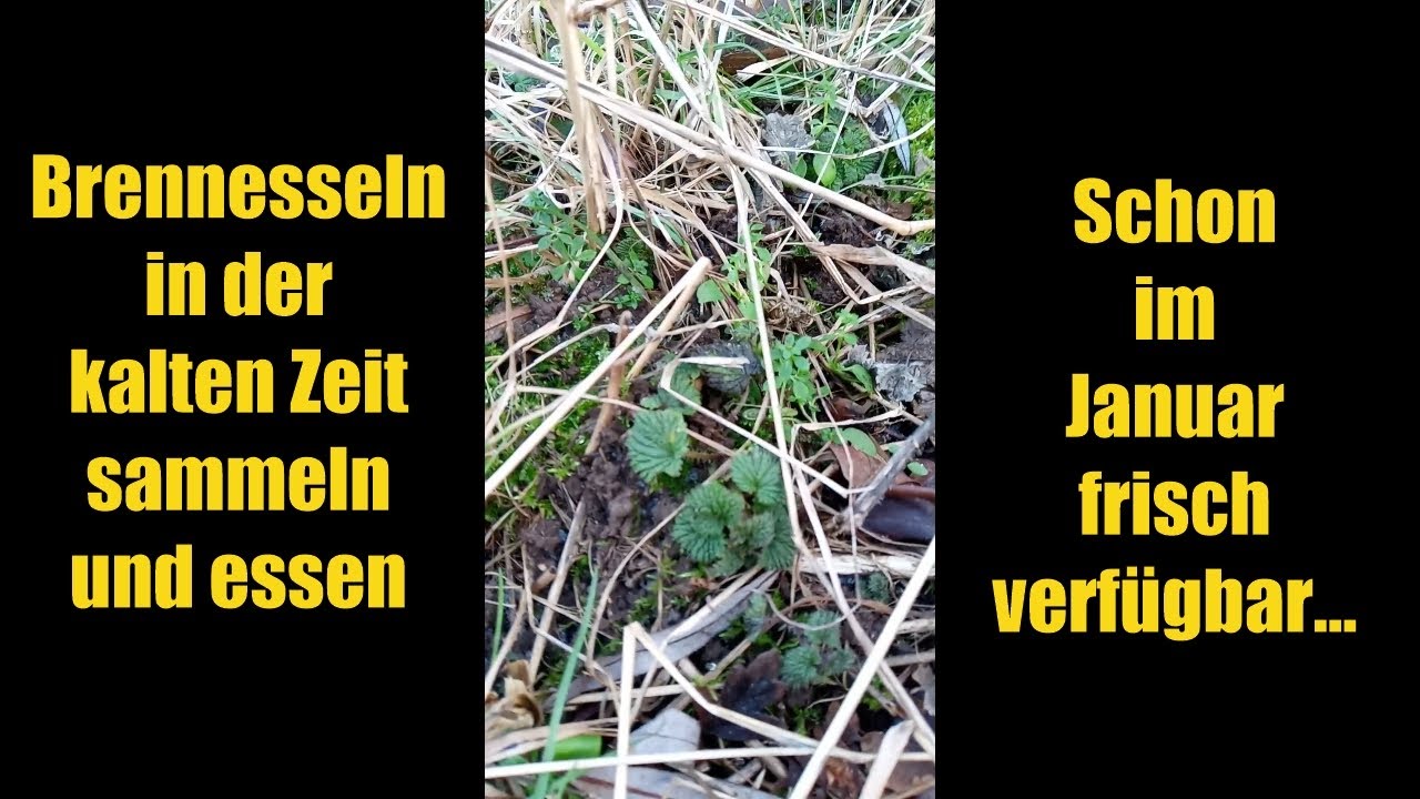 Nahrung in der kalten Zeit Teil 2 - die Brennessel...