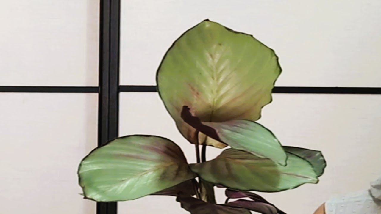 CALATHEA SILVER PLATE Y SUS CUIDADOS.