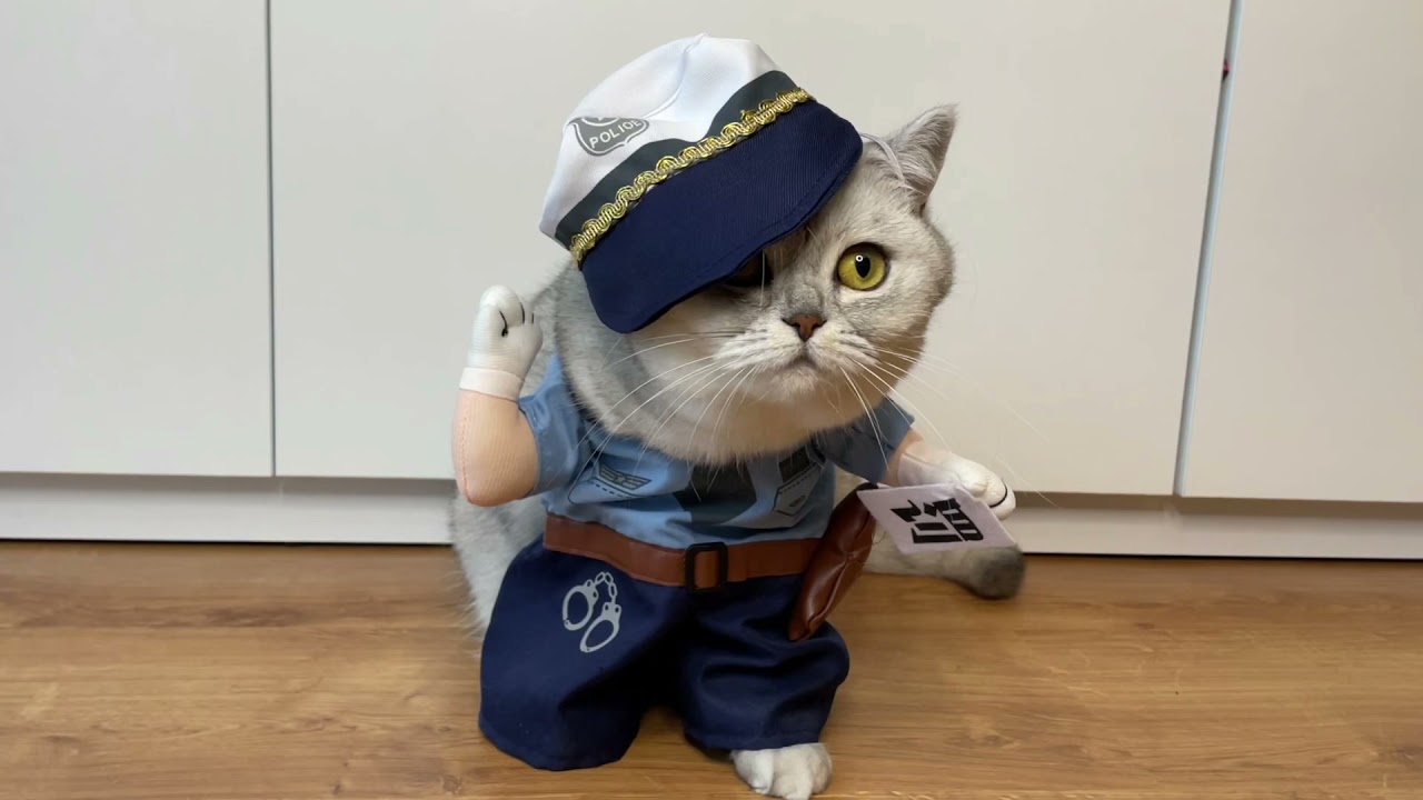 Śmieszne koty - Maja 😺 #śmiesznekoty #kot #shorts