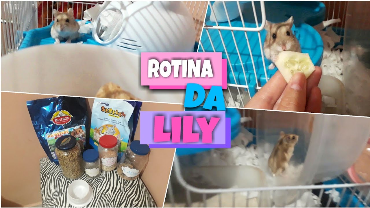 ROTINA DA HAMSTER *LILY* 🐹✨
