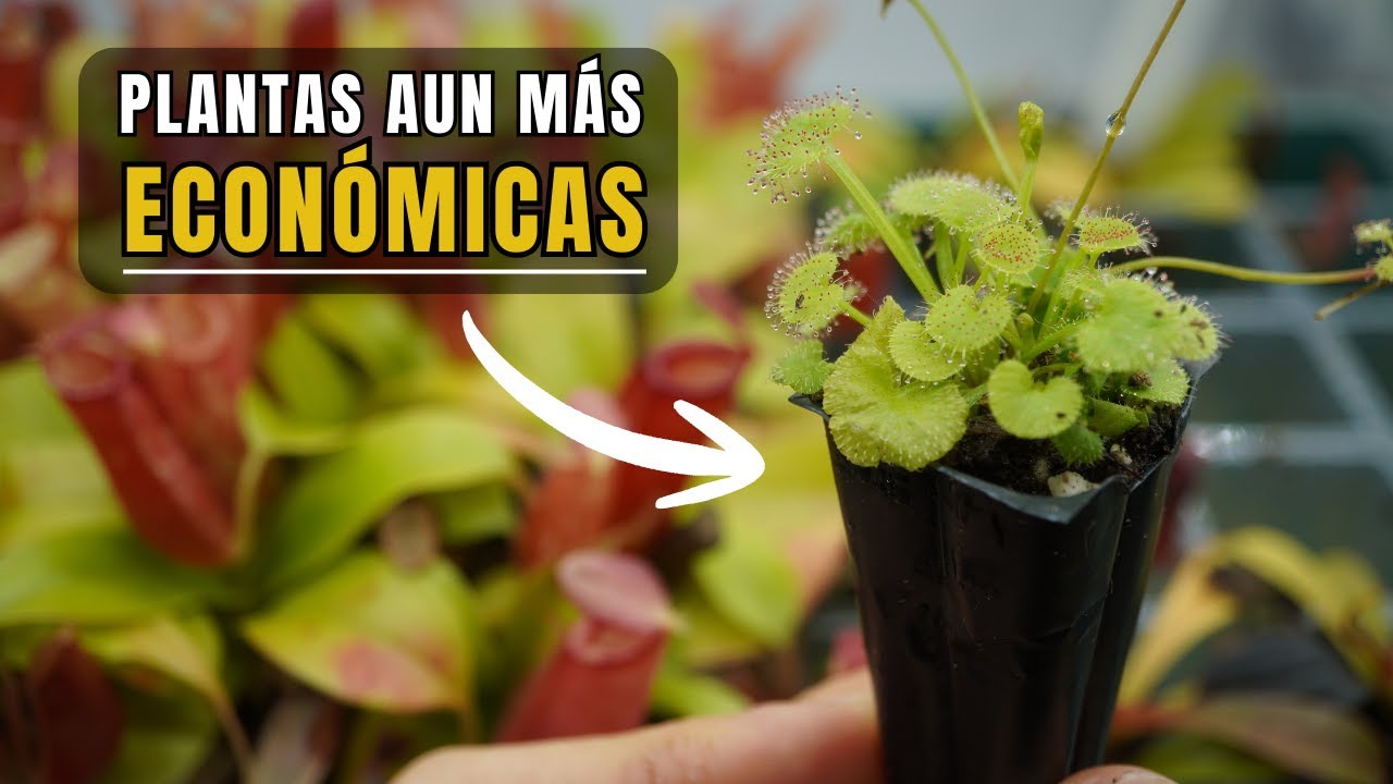 Te presento un nuevo formato de plantas carnívoras